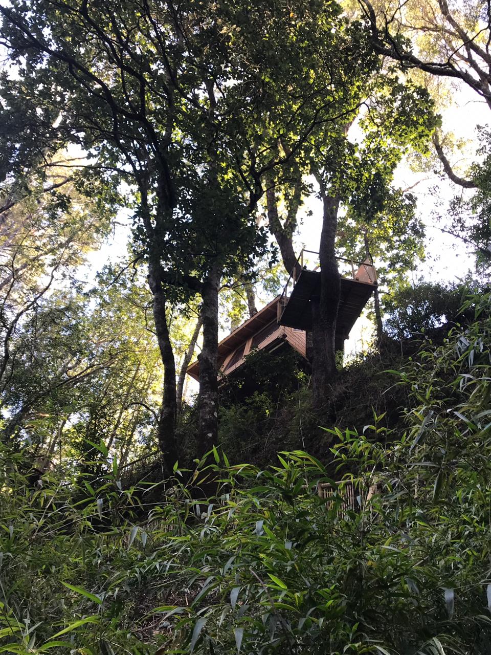 Foto Bosques de Loncotraro 72