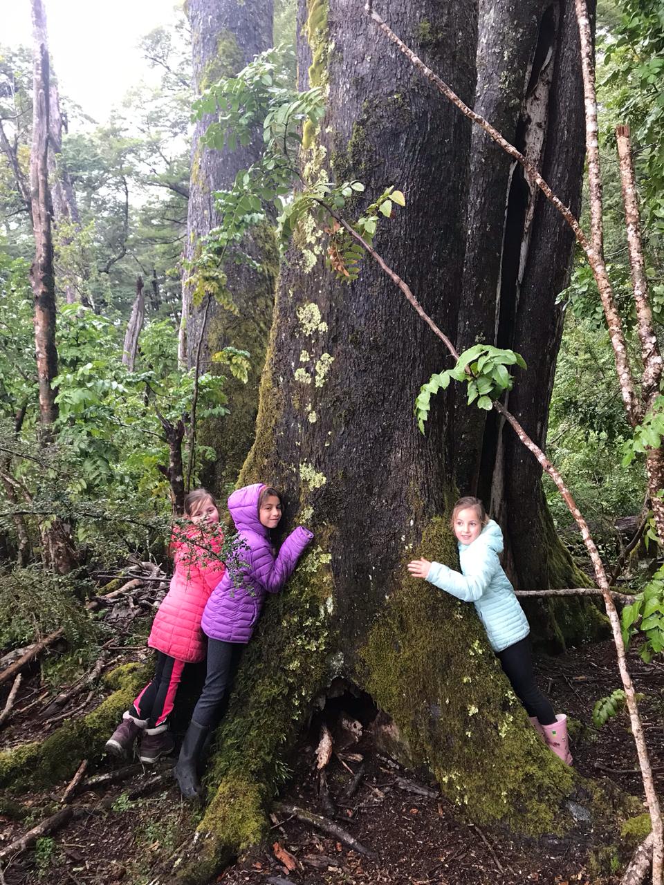 Foto Bosques de Loncotraro 94