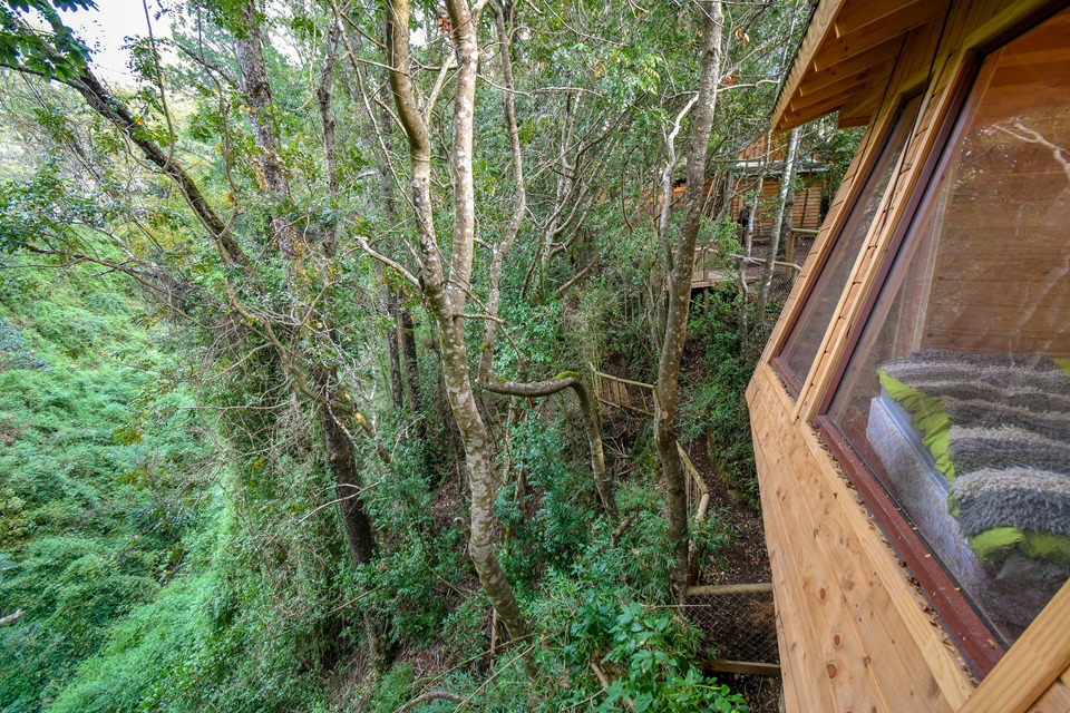 Foto Bosques de Loncotraro 100