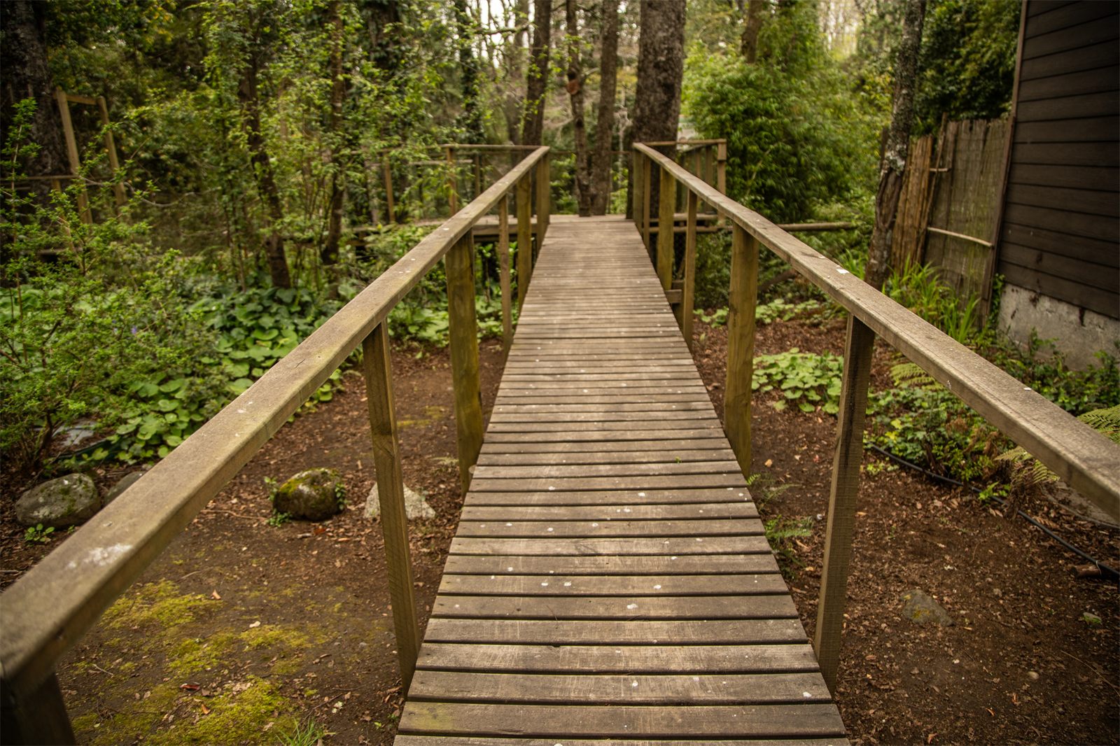 Foto Bosques de Loncotraro 6