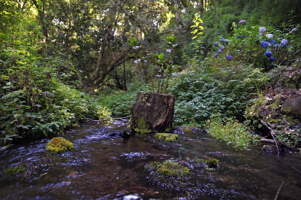 Foto Bosques de Loncotraro 32