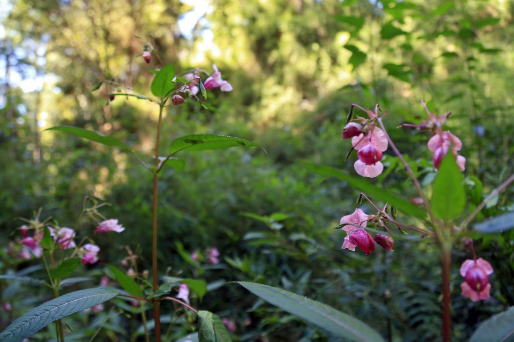 Foto Bosques de Loncotraro 33