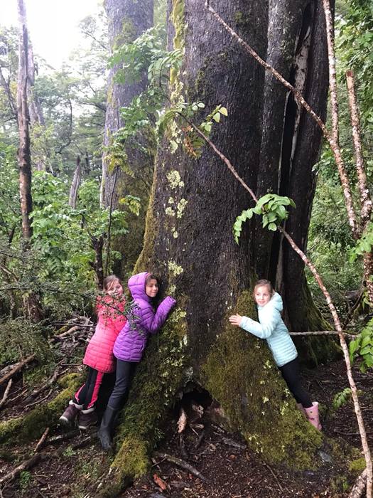 Foto Bosques de Loncotraro 94