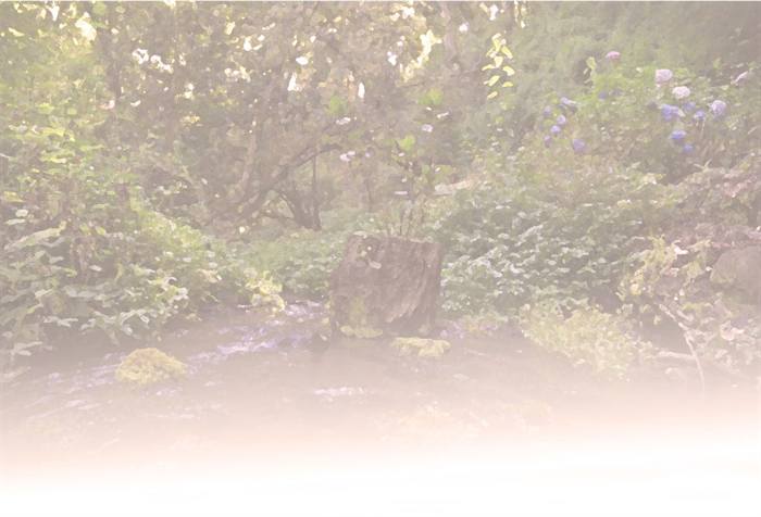 Foto Bosques de Loncotraro 42